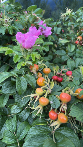 rugosa rose