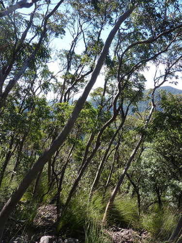 Eucalyptus baeuerlenii F.Muell.
