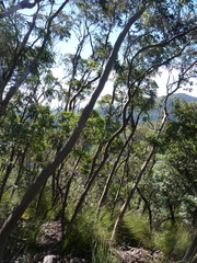 Eucalyptus baeuerlenii