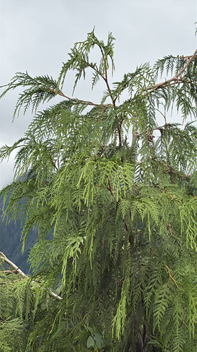 western redcedar