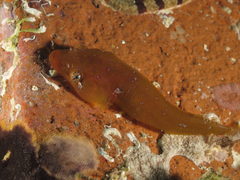 Apletodon