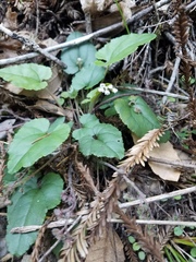 Veronica californica