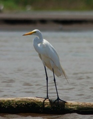 Ardea alba