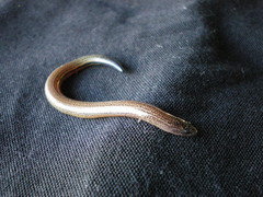 Ophioscincus truncatus