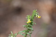 Lithospermum multiflorum, photograph (c) Ryan Watson, some rights reserved (CC BY)