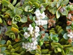 Pimelea prostrata