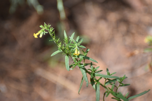 Lithospermum multiflorum, photograph 5