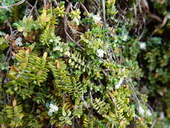 Pimelea prostrata