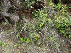 Pimelea prostrata