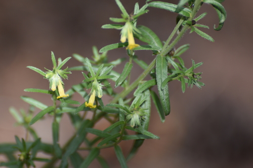 Lithospermum multiflorum, photograph 3