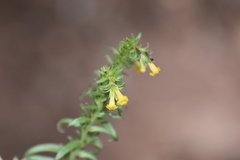 Lithospermum multiflorum, photograph (c) Ryan Watson, some rights reserved (CC BY)