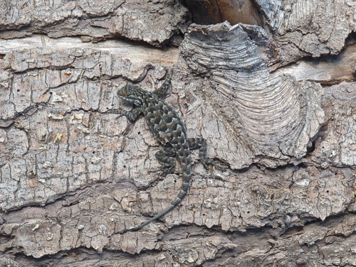 iNaturalist observation photo of Western Fence Lizard
