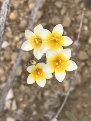 Leptosiphon lemmonii