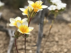 Leptosiphon lemmonii