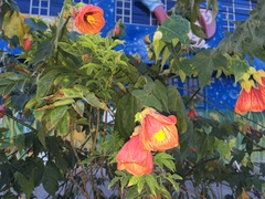 Abutilon × hybridum