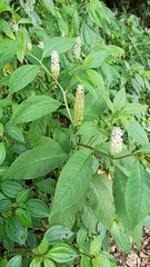 Phytolacca japonica