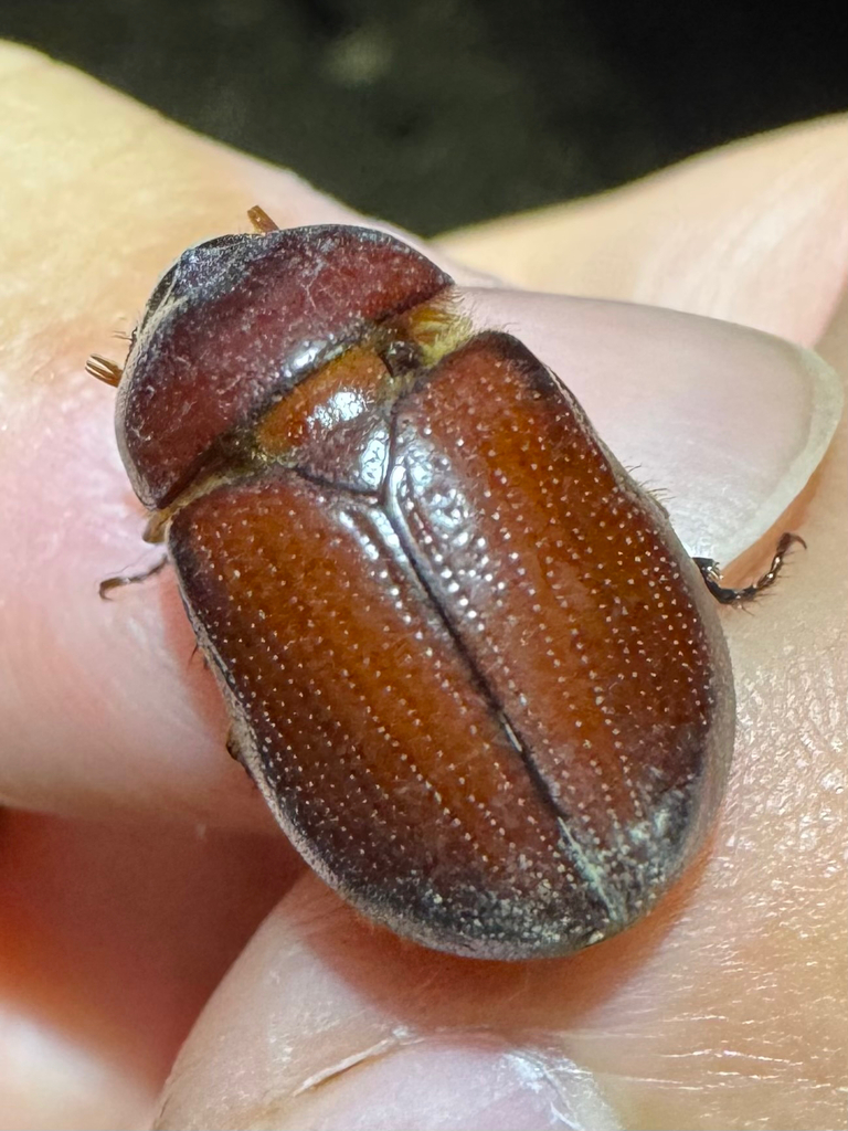 Carrot beetle