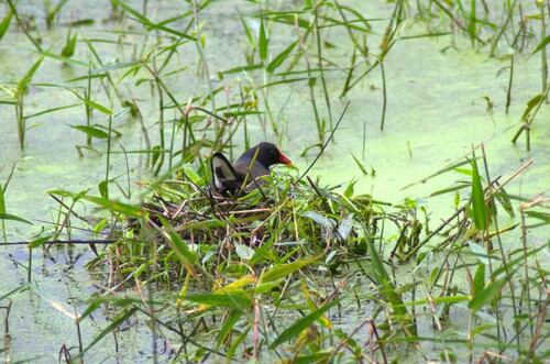 Eurasian Moorhen