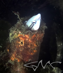 Aspidontus taeniatus