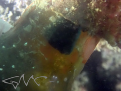 Aspidontus taeniatus