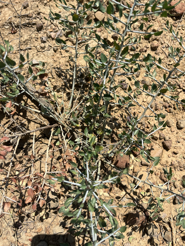 lotebush