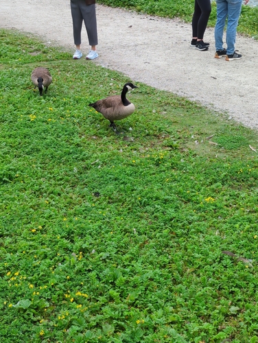 Canada Goose