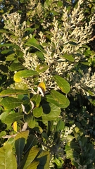 Brachylaena discolor