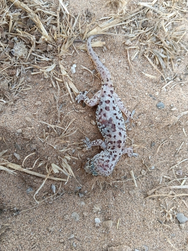 Mediterranean House Gecko
