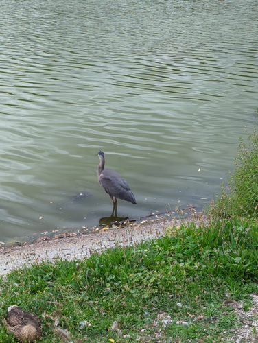 Great Blue Heron