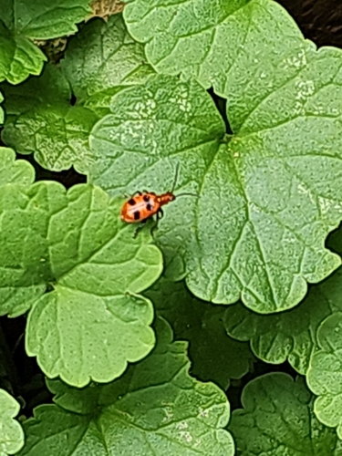 Six-spotted Neolema