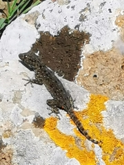 Ptyodactylus puiseuxi