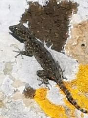 Ptyodactylus puiseuxi