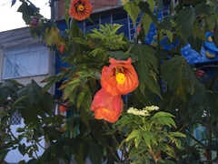 Abutilon × hybridum