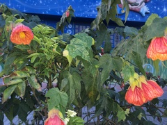Abutilon × hybridum