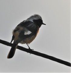 Phoenicurus auroreus