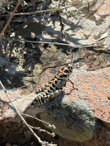 Rainbow Grasshopper