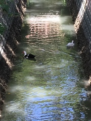 Cairina moschata domestica