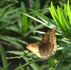 Euthalia monina kesava