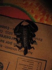 Opisthacanthus elatus
