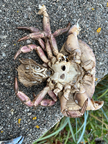 Edible Crab