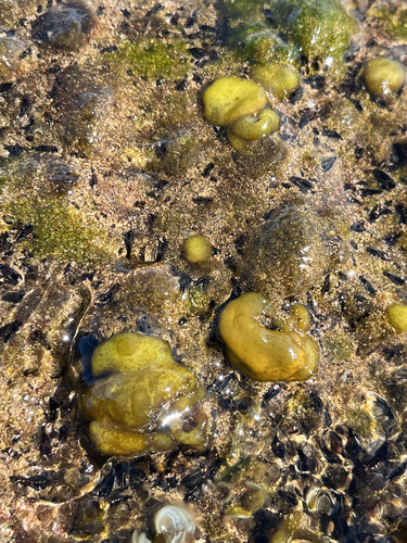 Colpomenia sinuosa observed 2026-07-25