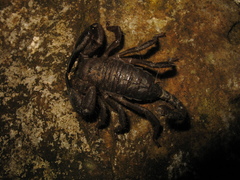 Opisthacanthus elatus