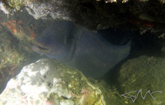 Gymnothorax pseudothyrsoideus