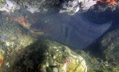 Gymnothorax pseudothyrsoideus