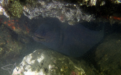 Gymnothorax pseudothyrsoideus