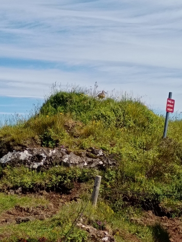 iNaturalist image