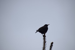 Sturnus vulgaris