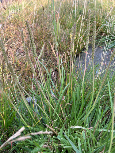 Sea Plantain