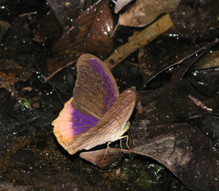 Terinos terpander intermedia