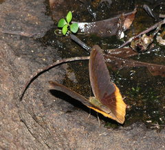 Terinos terpander intermedia